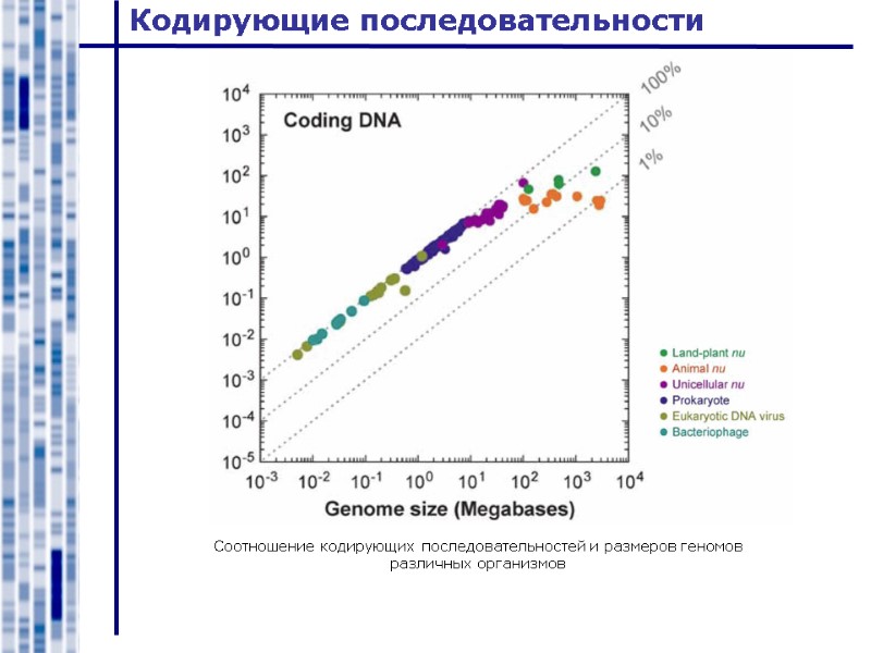 Кодирующие последовательности Соотношение кодирующих последовательностей и размеров геномов различных организмов
